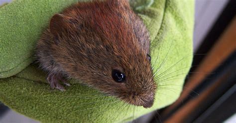 voles in idaho|Too Many Voles A Problem For Southern Idaho